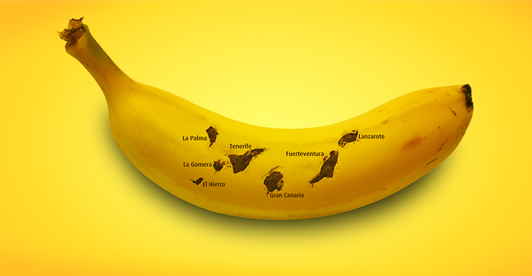 La Unión Europea reconoce al plátano de Canarias como Indicación Geográfica Protegida (IGP)