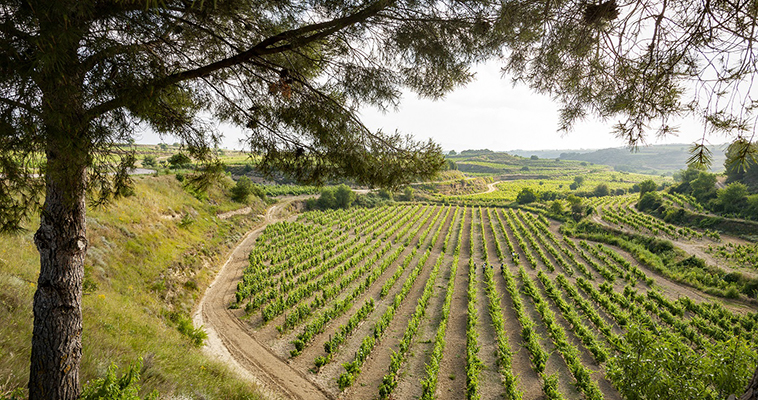 Masaveu Bodegas recibe el certificado Aenor de gestión ambiental sostenible y eficiente