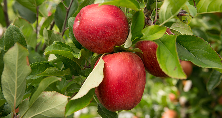 Blue Whale lleva a Fruit Attraction 2024 sus más de 30 variedades de manzanas