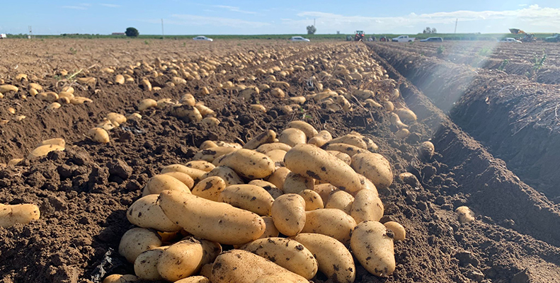 Patatas Lázaro apuesta por el cultivo nacional duplicando sus hectáreas para ofrecer producto español todo el año