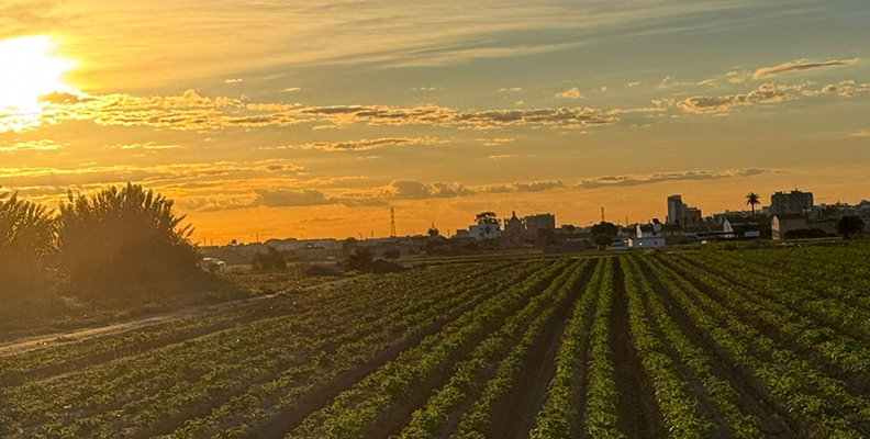 patatas Lázaro cultivo nacional