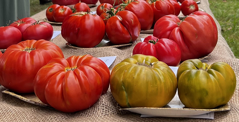 Tomate ecológico, escogido como el mejor de España